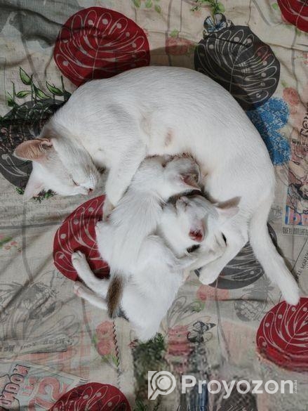 Mix Breed Cat