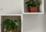 Pothos