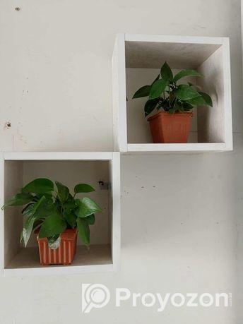 Pothos