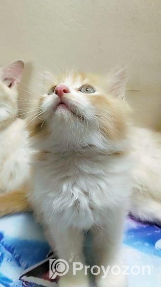 Double Coat Persian Cat