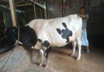 গাব গাভী বিক্রয়