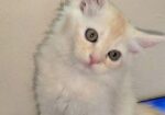 Double Coat Persian Cat