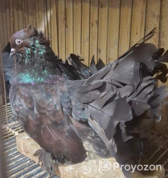 American Fantail New Adult Pair