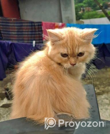 Persian cat male
