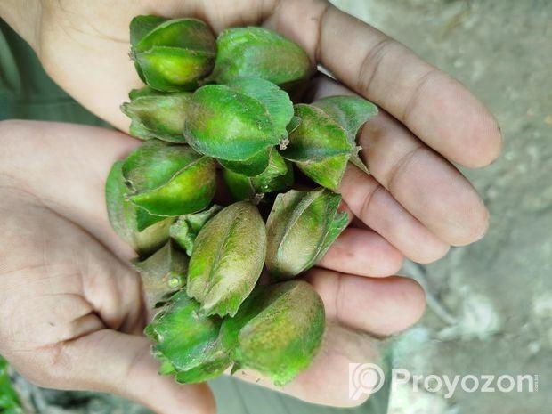 অর্জুন ফল