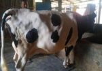 গাব গাভী বিক্রয়