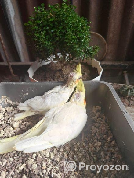 Cocktail Bird