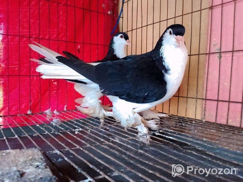 লাহোরী কালো ফুল ফ্রেস কোন মিস মার্ক নেই
