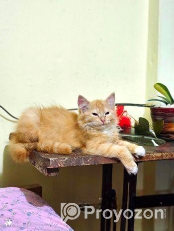 পার্সিয়ান বিড়াল
