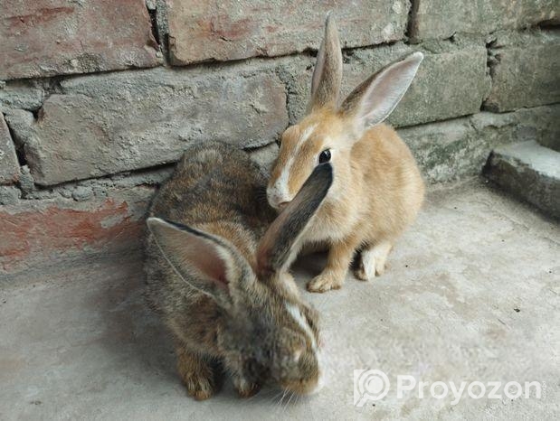 Rabbit For Sell