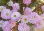 চন্দ্রমল্লিকা (chrysanthemum ) ফুল গাছ- মিরপুর
