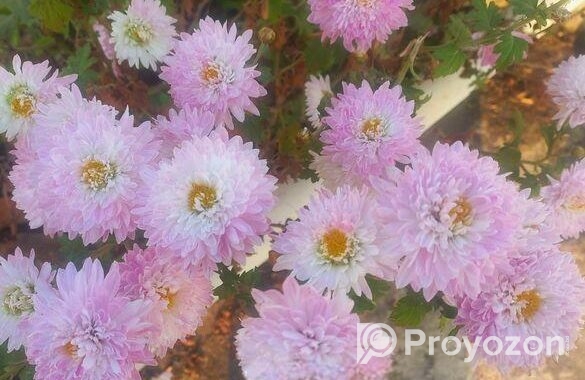 চন্দ্রমল্লিকা (chrysanthemum ) ফুল গাছ- মিরপুর