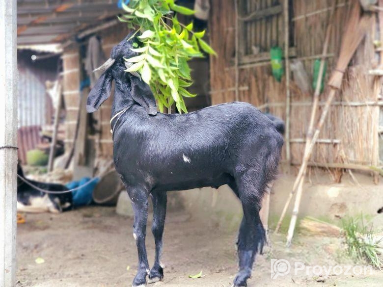 দেশি ছাগল,ওজন ৫৬কেজি