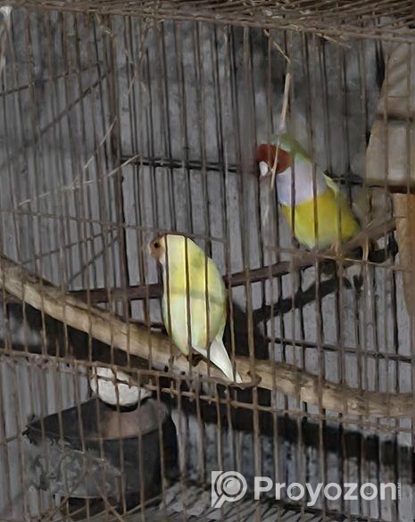 Golden Finch