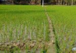 Land For Sell