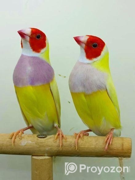 Golden Finch