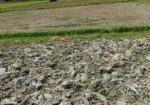 Land For Sell