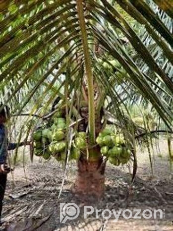 ভিয়েতনাম খাটো জাতের হাইব্রিড নারিকেল