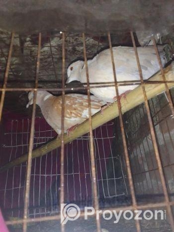 অস্ট্রেলিয়া ঘুঘু