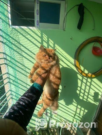 Parsian female Kitten for Sale