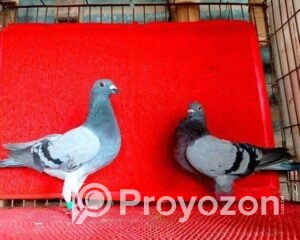 fitted-39_2025-09-20_10-58-40