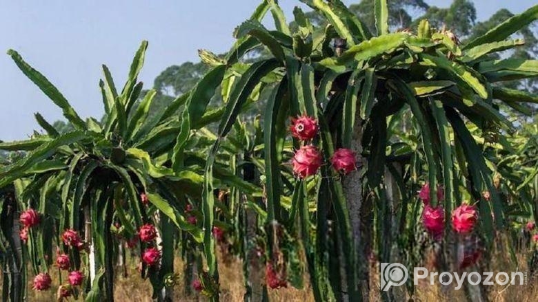 ড্রাগন গাছের চারা