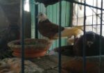Kobutor & Khacha Bikri