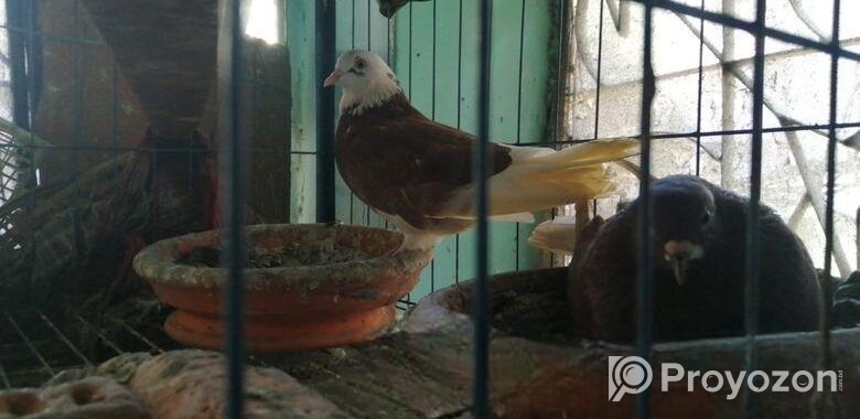 Kobutor & Khacha Bikri
