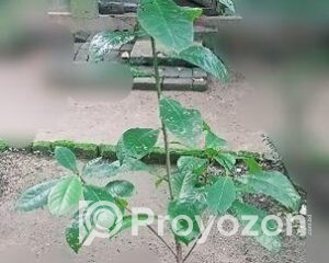 fitted-3_2025-09-02_09-24-06