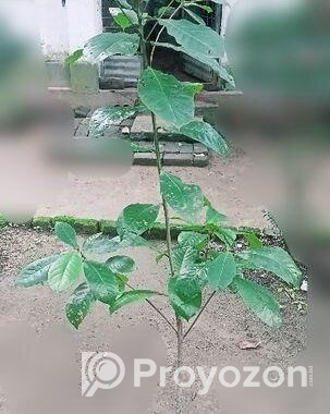 কাঠবাদাম গাছ