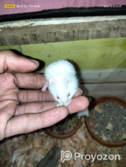 Hamster