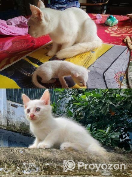 Mix Breed Cat