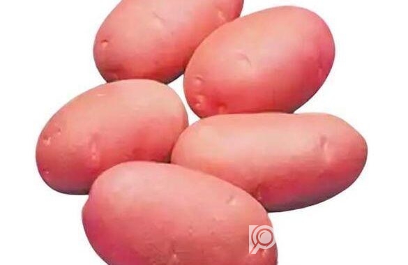 ফ্রেশ লাল আলু