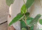 চুঁইঝাল ও পান গাছের চারা