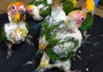 সানকনুর টেমসাইজ বাচ্চা বিক্রি করা হবে।