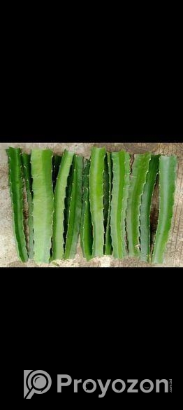 ড্রাগন গাছের চারা