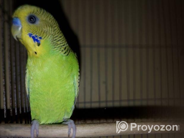 বাজরিগার Budgerigar