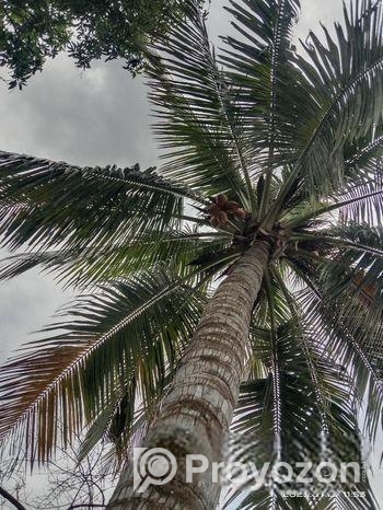 আমার নিজের গাছের পন্য