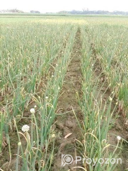 পরীক্ষিত উন্নত ফলনশীল কিং পিঁয়াজ এর বীজ