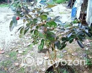 fitted-42_2025-09-18_18-14-22