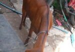 ছাগল বিক্রি করা হবে