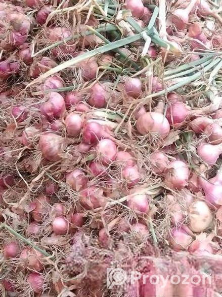 পরীক্ষিত উন্নত ফলনশীল কিং পিঁয়াজ এর বীজ