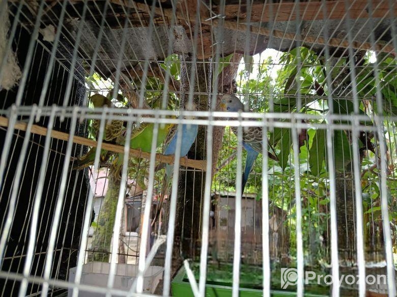 বাজরিগার পাখি