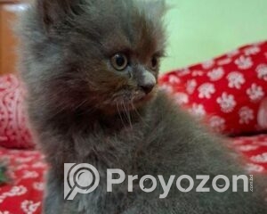 fitted-43_2025-09-20_11-05-12