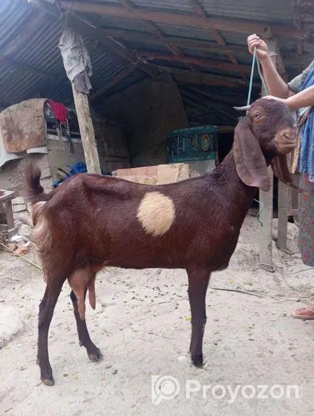তোতা ক্রস ছাগল বিক্রি
