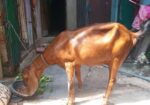 ছাগল বিক্রি করা হবে