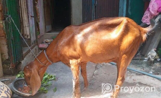 ছাগল বিক্রি করা হবে