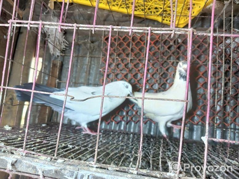 হাই ফ্লায়ার পাকিস্তানি গিরিবাজ কালদম টেডি