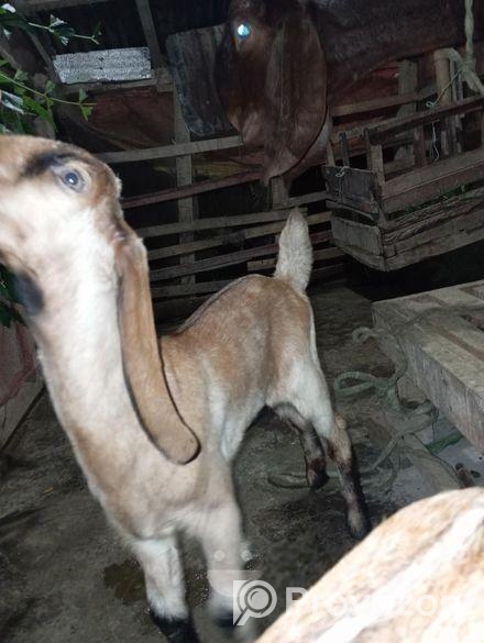 তোতা ক্রস ছাগল বিক্রি