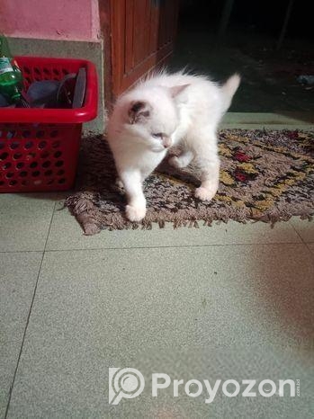 Cat For Sell